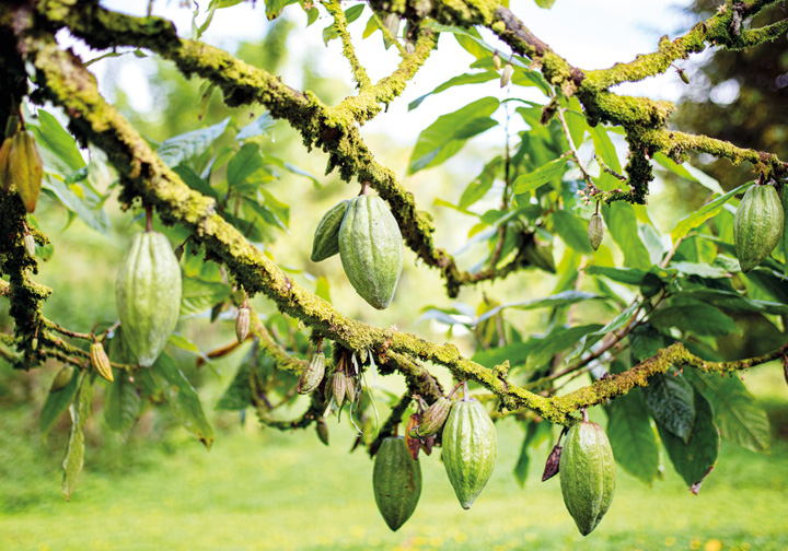 Advancing responsible sourcing at Hershey's