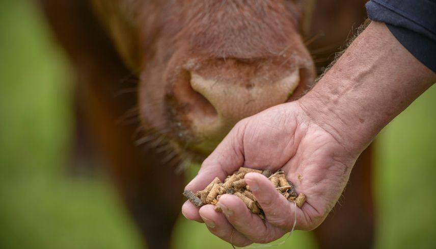 A person gently feeds a cow a handful of grain in a rural setting, showcasing a moment of interaction between them.